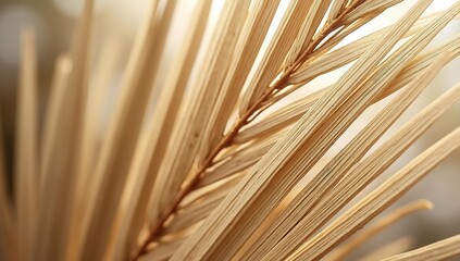 Close-up of Dried Palm Frond Texture and Detail.