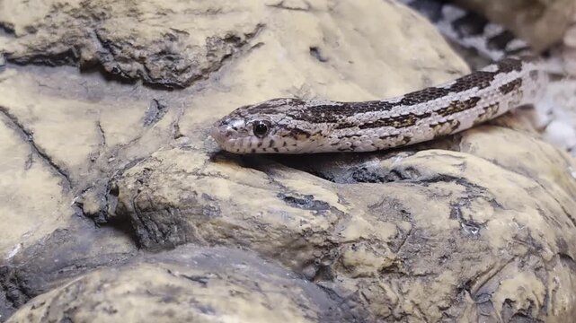 Close up of a small grey corn snake slithering slowly over a rocky surface, its patterned scales and curious eyes are visible as it explores its terrarium environment