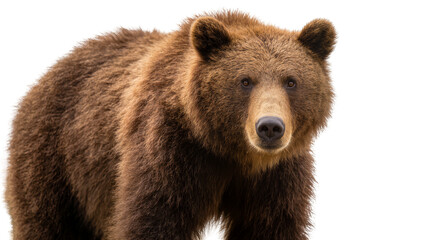 Fototapeta premium Isolated brown bear with thick fur looking directly at camera, natural wildlife portrait