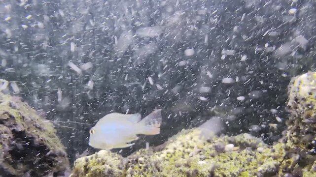Threadfin acara cichlids swimming peacefully in a freshwater aquarium amidst a flurry of food particles, showcasing natural feeding behavior in a rocky habitat