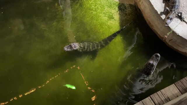Alligators snapping at dangling meat during feeding time in a zoo enclosure canal. Overhead view showing crocodilians jumping from murky water and splashing beside concrete walls