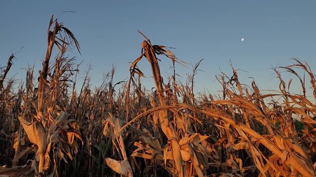 A waxing gibbous moon over a flint corn field at dusk