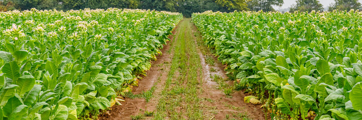 Naklejka premium Tobacco plants grow in rows on a farm in the countryside during the late summer season