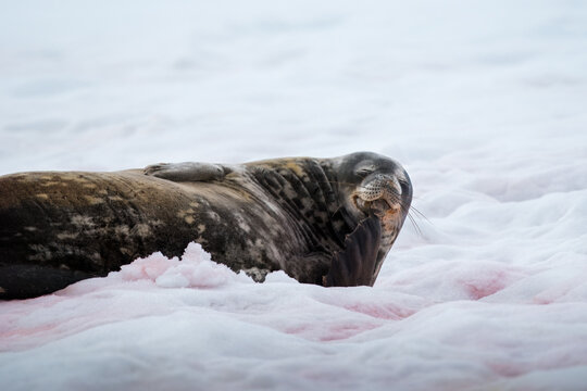 View of a Weddell seal resting on the white and pinkish snow with its flipper near its face in Antarctica.