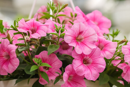 Lovely Hanging Basket Petunia is a tender plant. (usually hybrids Petunia &times; atkinsiana, also Petunia &times; hybrida). Tolerate relatively harsh conditions and hot climates but not frost.