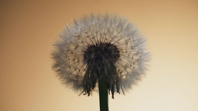 Macro close up of dandelion clock