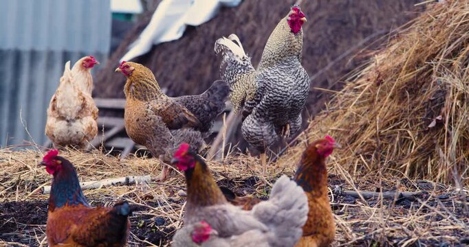 The rooster stands on a raised platform and watches over his hens. Agricultural livestock farming and breeding of poultry for meat and egg production. 60 fps 4K footage.