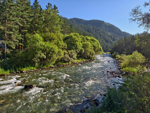 Altai river Kuba in Chemal area of Altai Republic. Altai Mountains are visible in the background.