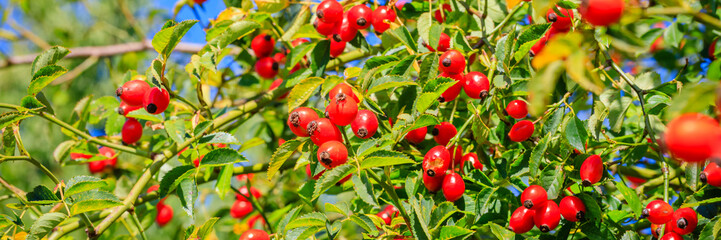Red berries grow on a green bush under a clear blue sky during daytime in a natural setting © Fleuronica