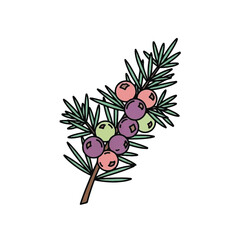 Naklejka premium Colorful juniper berries on branch.