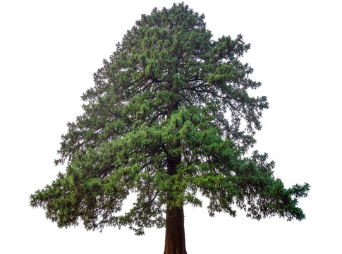 Isolated majestic giant redwood tree with dense green foliage and a sturdy trunk