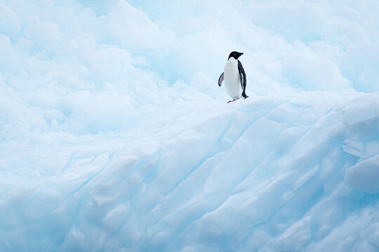 View of an Adelie penguin standing on a blue-tinted iceberg with textured snow and ice formations in the background Antarctica.