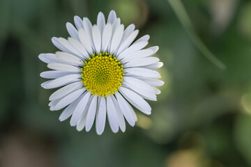 English Daisy (Bellis perennis) Flower Head Close-up with Blurred Green Background © Fabrizio Catanzaro