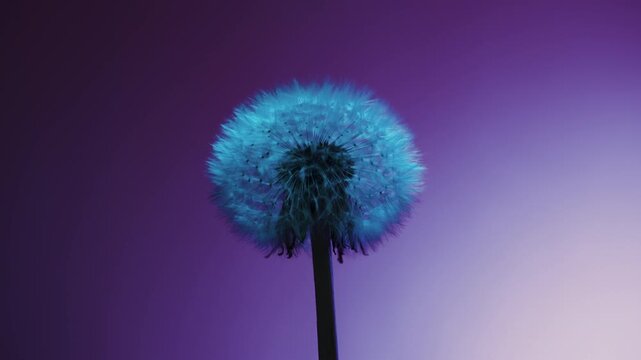 Macro close up of dandelion clock