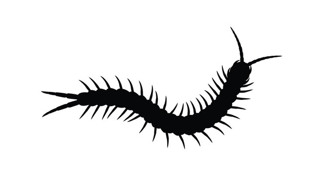Centipede silhouette against a white background high quality professional detailed modern elegant