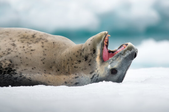 View of a leopard seal lying on the snow with its mouth open wide, revealing sharp teeth against a blurred icy background Antarctica.