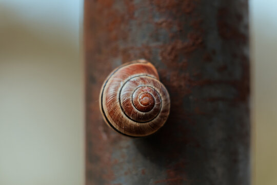 snail on a door