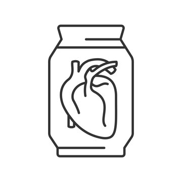 Human heart exhibit at museum linear icon. Human organ preserved in formalin. Educational artifact. Thin line illustration. Contour symbol. Vector outline drawing. Editable stroke. Arial font used
