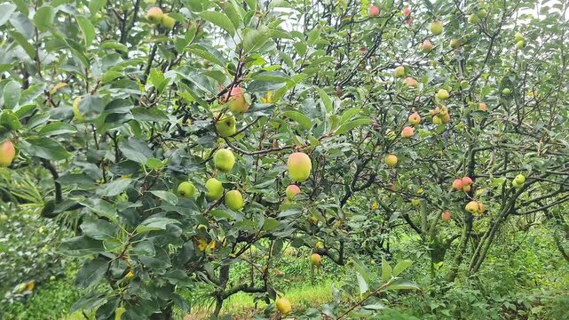 Malang, Indonesia - 3 May, 2026: Ripe Apples on Tree Branch Lush Orchard Landscape for Agricultural Tourism