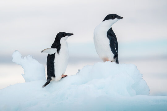 View of two Adelie penguins standing on a white ice floe under a soft overcast sky in Antarctica.