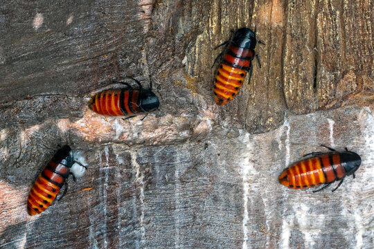 Madagascar Hissing Cockroaches