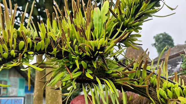 Malang, Indonesia - 3 May, 2026: Detailed Close Up of Staghorn Fern Leaves Showing Epiphytic Botanical Growth