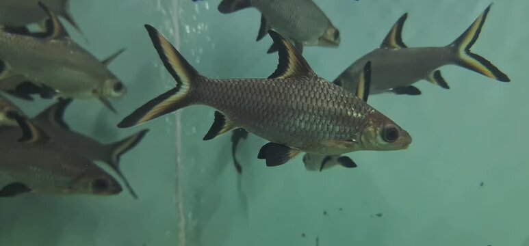 Bala Shark Fish Swimming with School of Silver Sharks in a Large Freshwater Aquarium