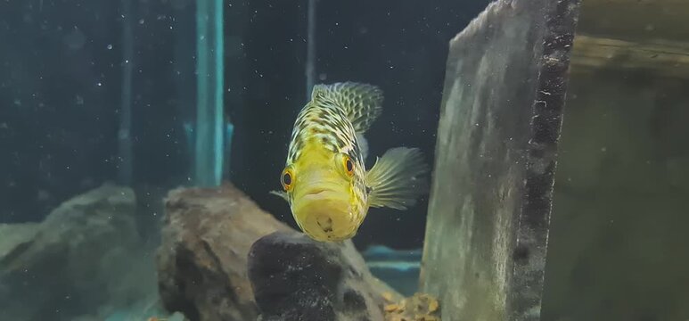 Jaguar Cichlid  Swimming in a Freshwater Aquarium with Air Bubbles