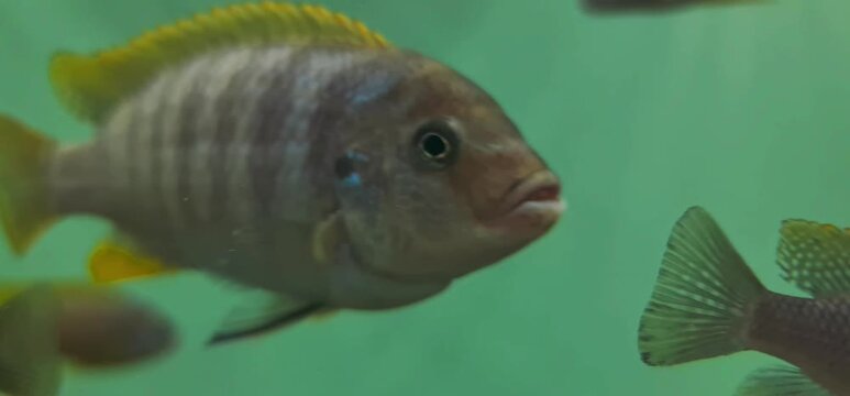 Close-up of a Yellow Cichlid Fish Swimming in a Clear Blue Freshwater Aquarium