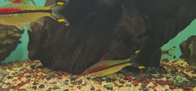 Roseline Sharks (Sahyadria denisonii) Swimming Together in a Freshwater Aquarium with Rocks