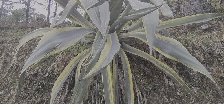 Close up of Century Plant Agave with Striking Variegation Growing on a Hillside Slope