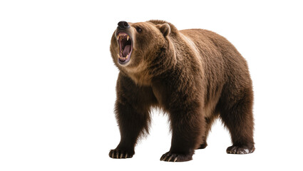 Isolated formidable grizzly bear snarling with wide open mouth and sharp fangs © Francisco