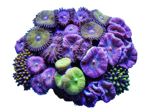 Isolated vibrant purple and green reef coral polyps a beautiful detailed close-up