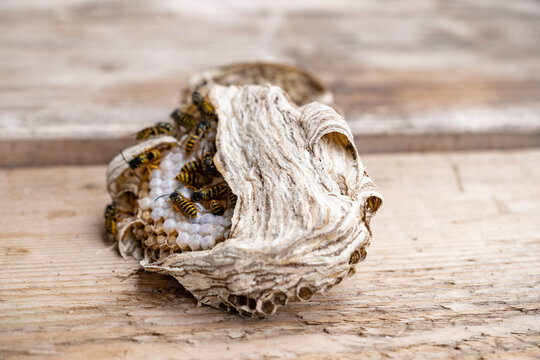 wasp honeycombs, Natural bees nest, insect habitat with larvae, wasp eggs, life cycle Vespula vulgaris, potential hazard