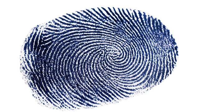 Isolated unique dark blue human fingerprint with intricate spiral pattern for biometric security.