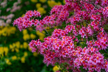 Obraz premium A beautiful spring garden in full bloom