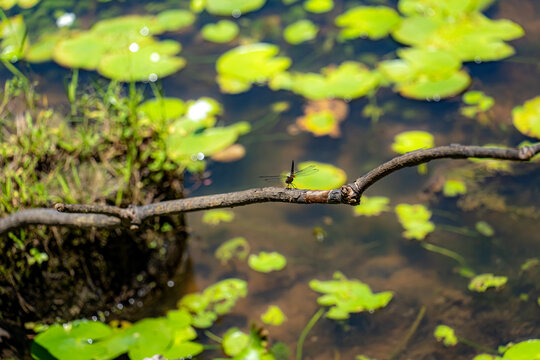 熱帯のトンボ、シンガポール