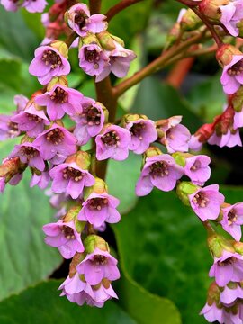 Close-up of blooming pink Bergenia flowers in the garden