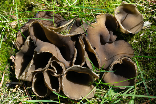 A set Helvella acetabulum mushrooms cluster together on bed of moss and grass