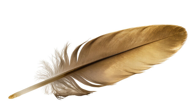 Isolated exquisite golden brown bird feather with delicate texture and soft fluffy barbules