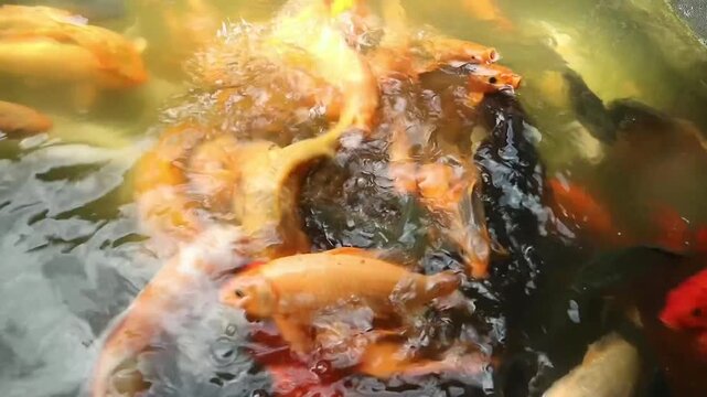 Vibrant orange, white, and black koi fish crowding together and gasping for food at the water surface.