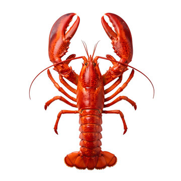 Fresh red lobster with large claws