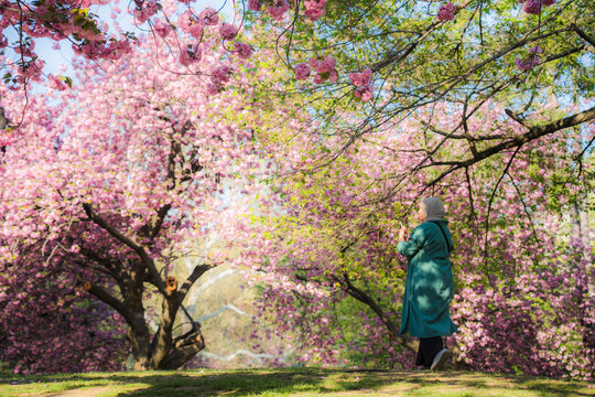 View of a woman standing under vibrant pink cherry blossom trees in Central Park during a sunny spring day in New York, New York, United States.