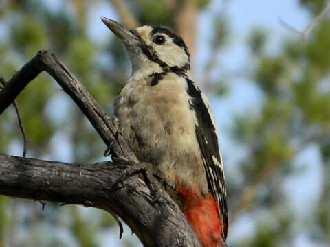 Close-up captures Great Spotted Woodpecker perched on a weathered branch. The bird displays its striking black and white plumage, sharp beak, and the characteristic vibrant red patch beneath its tail