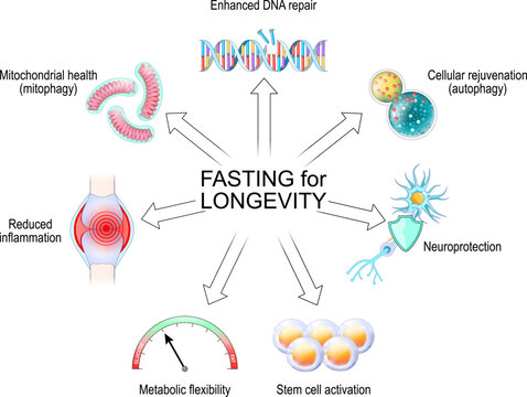Fasting and Longevity benefits. Caloric restriction effects.