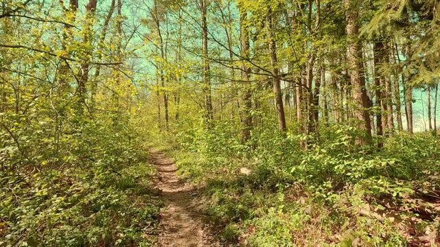 Springtime mood in the forest, walking on forest paths