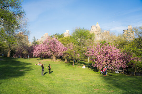 View of Central Park with blooming pink cherry blossom trees and people relaxing on the green lawn against the city skyline in New York, New York, United States.