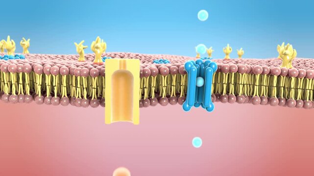Protein channels in the lipid bilayer on human cell membrane - 3d illustration