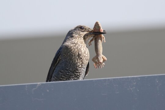 Female Blue Rock Thrush carrying a gecko prey in Japan