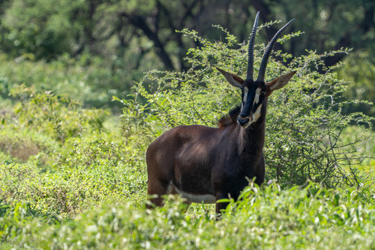 View of a sable antelope with long curved horns standing in lush green vegetation and bushes South Africa.